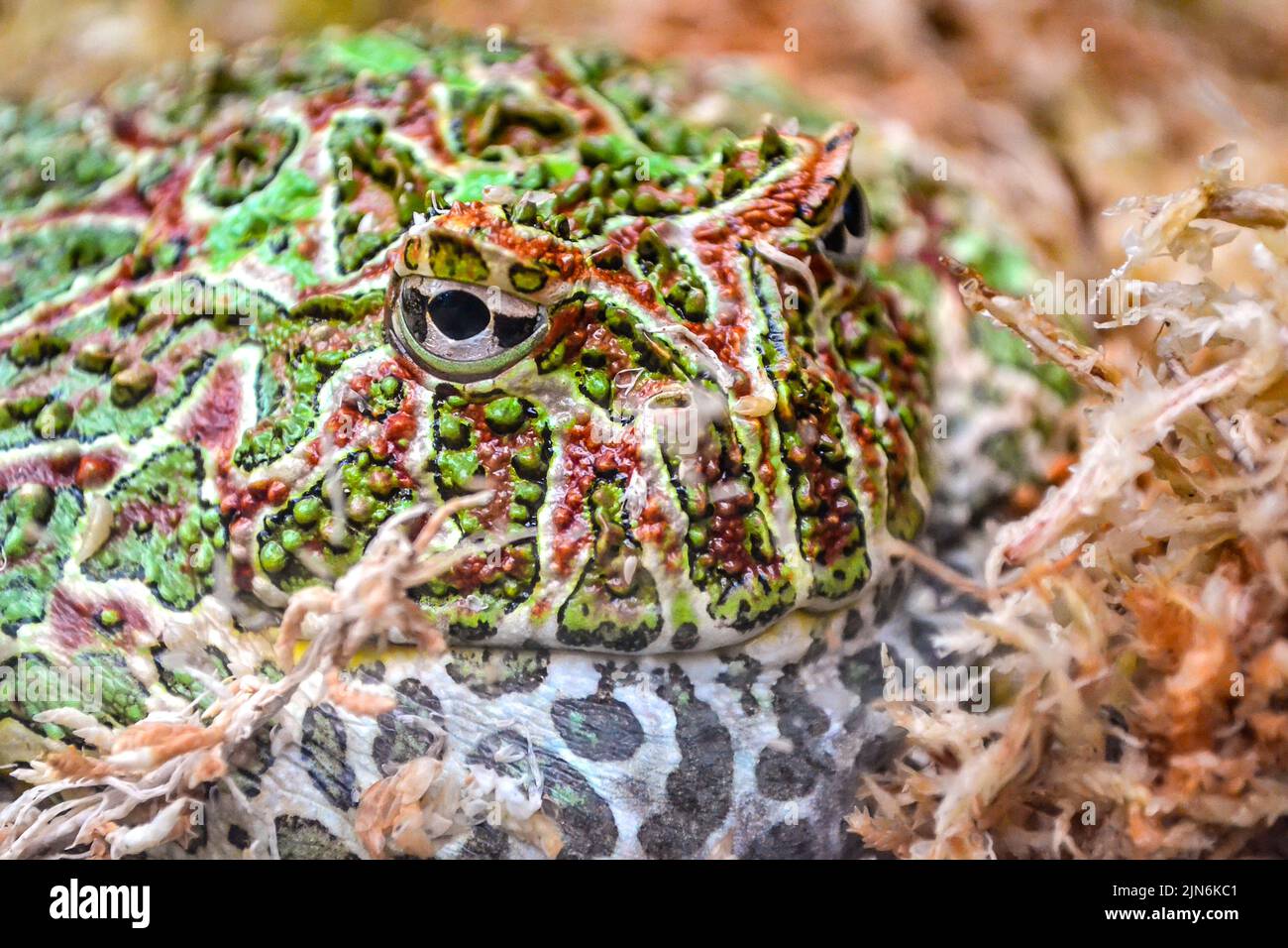 Frog tongue hires stock photography and images Alamy