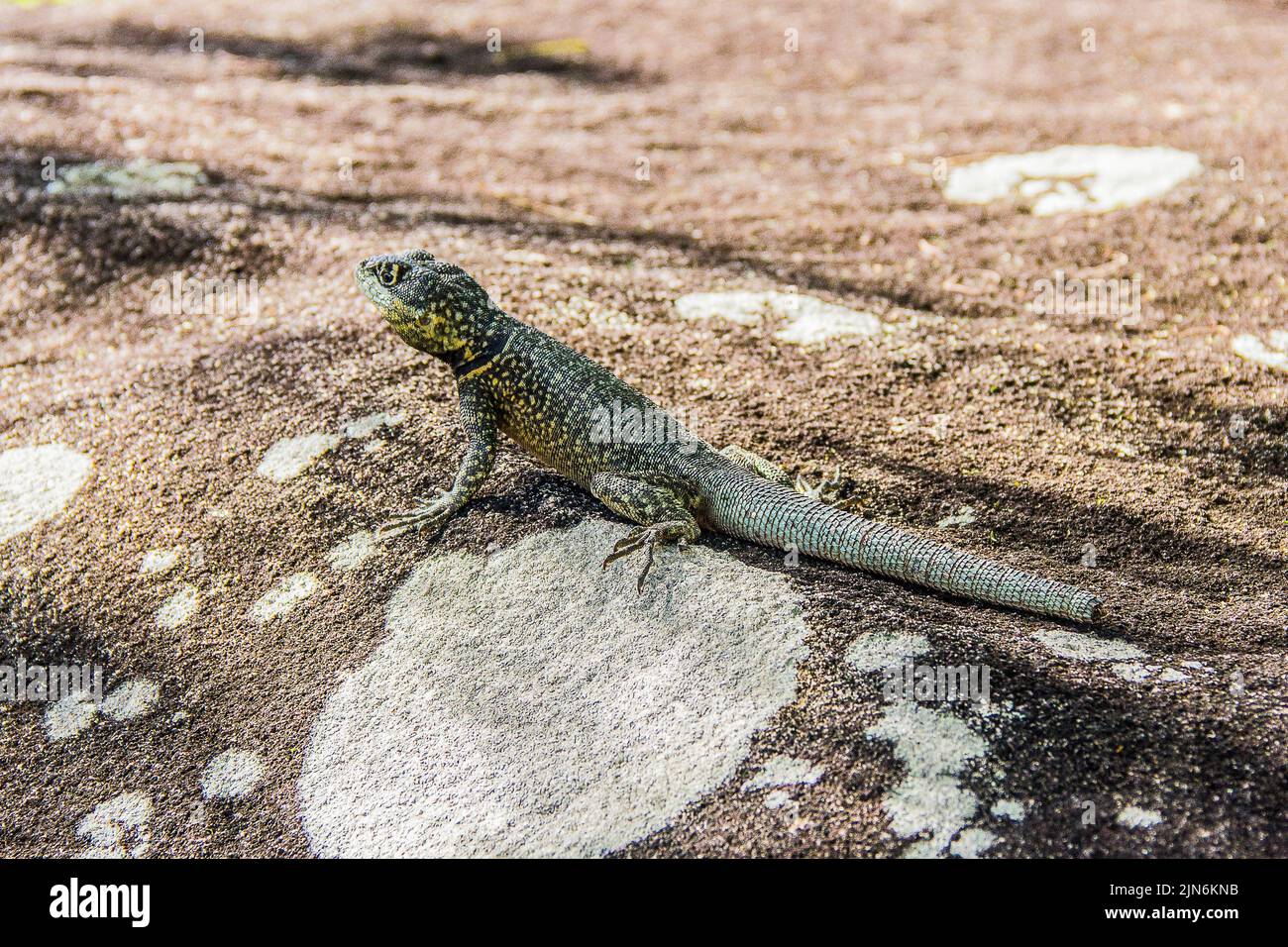 Tropical island lizards hi-res stock photography and images - Alamy