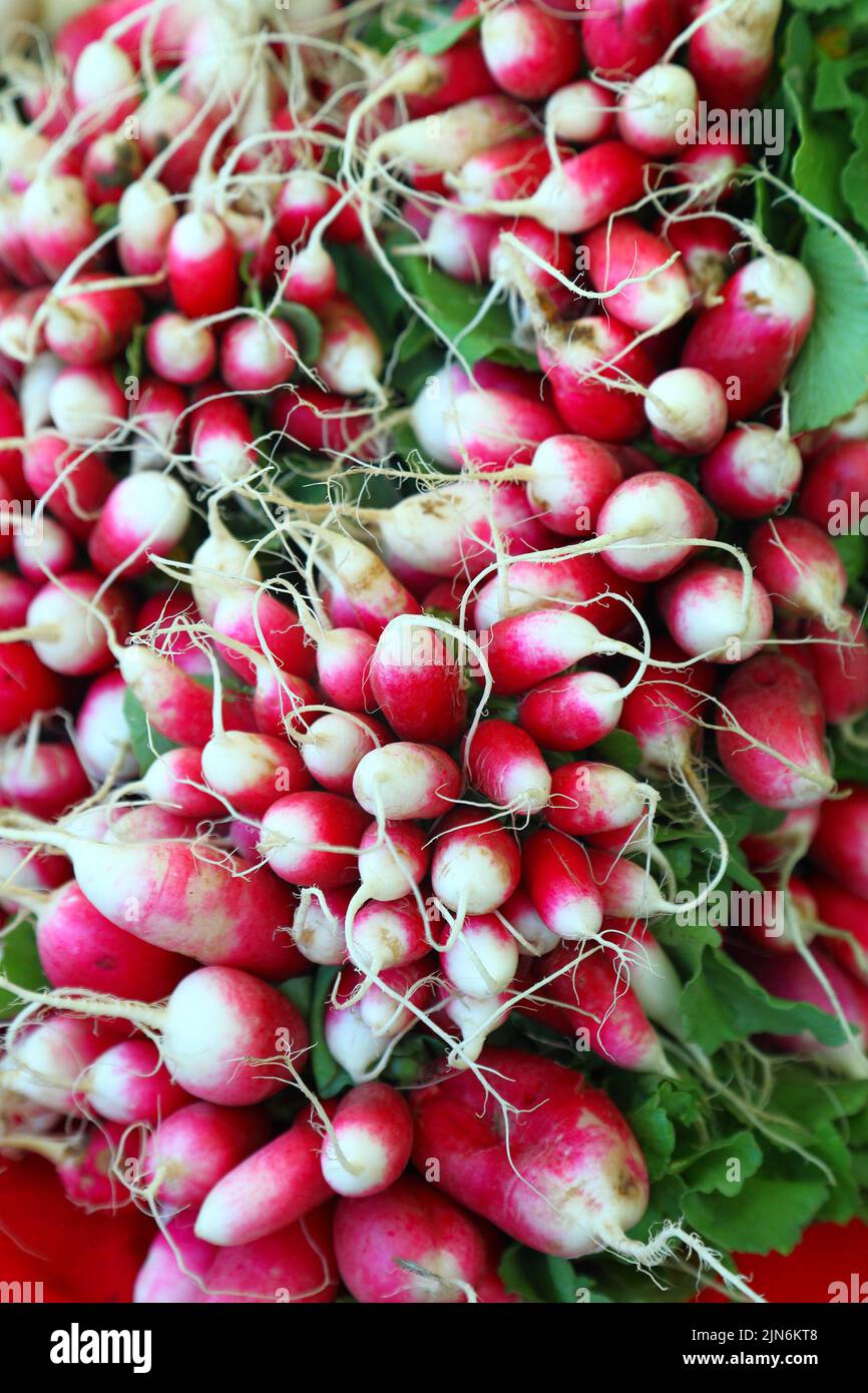 Full Frame Background Radishes: Bunches of radishes on sale at the farmer's market. Stock Photo