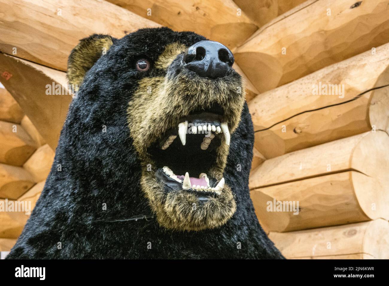 Detail of a stuffed or model black or grizzly bear head Stock Photo