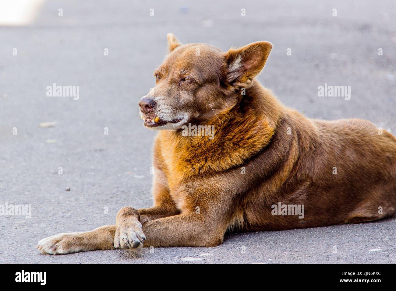 dog popularly known as mutts Stock Photo