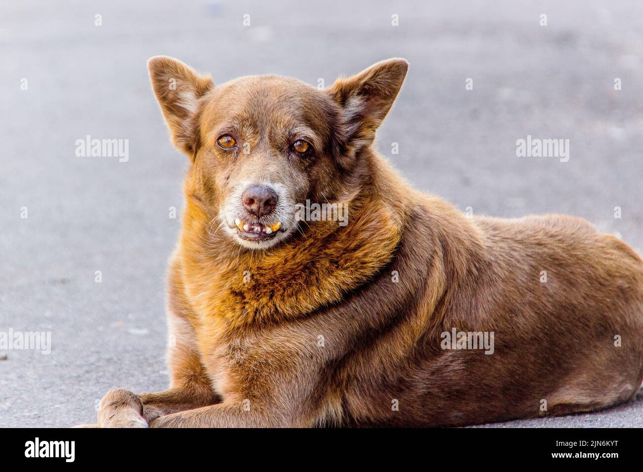 dog popularly known as mutts Stock Photo Alamy