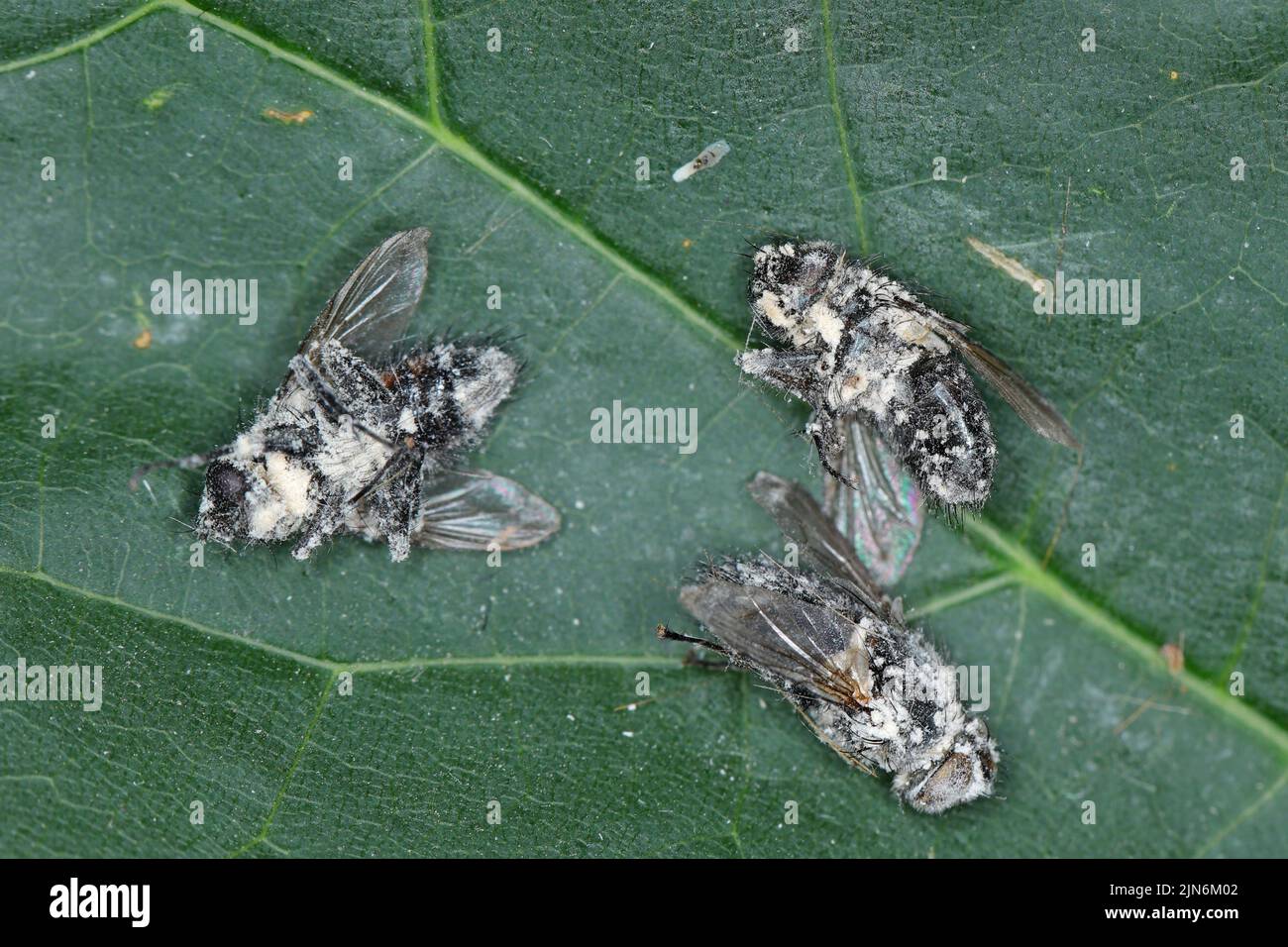 Flies killed by entomopathogenic fungus Beauveria bassiana.  Infected insects are covered with a white mold. Stock Photo