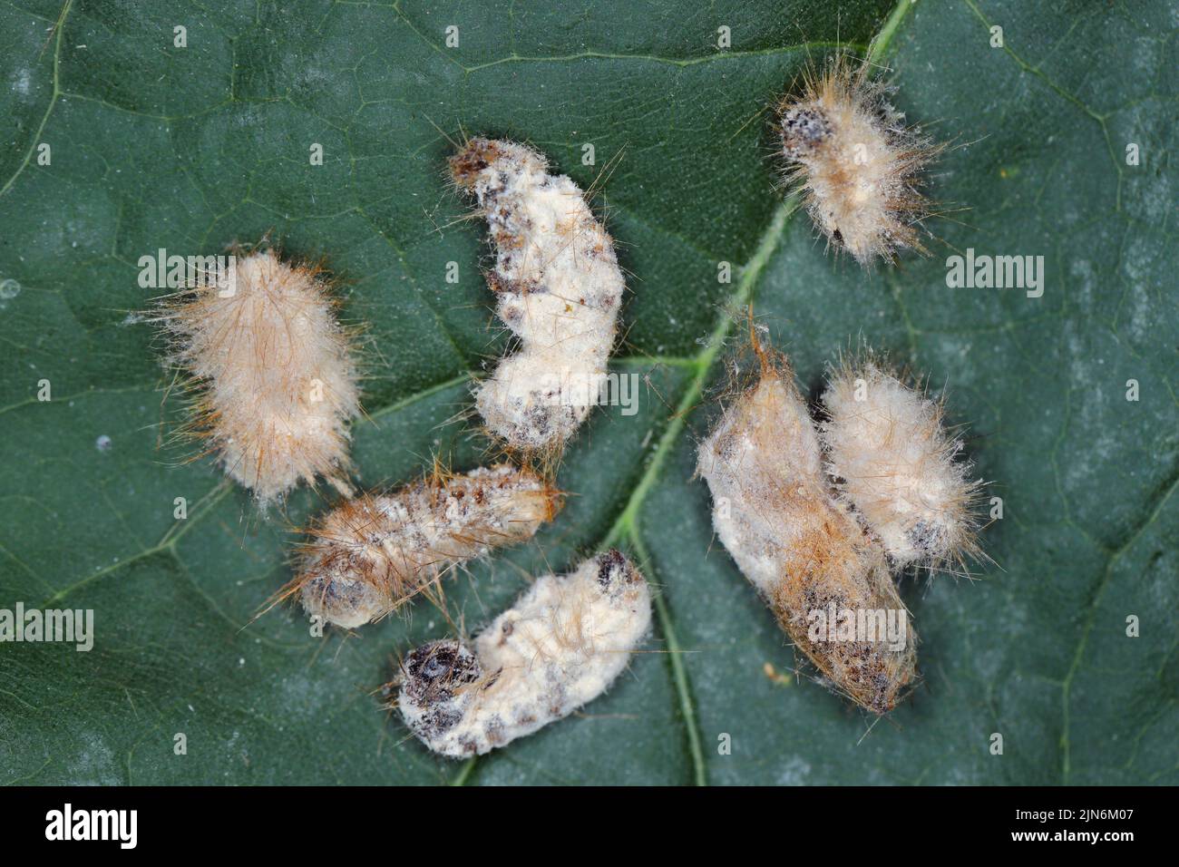 Caterpillars of Brown tail moth Euproctis chrysorrhoea killed by entomopathogenic fungus Beauveria bassiana. Stock Photo