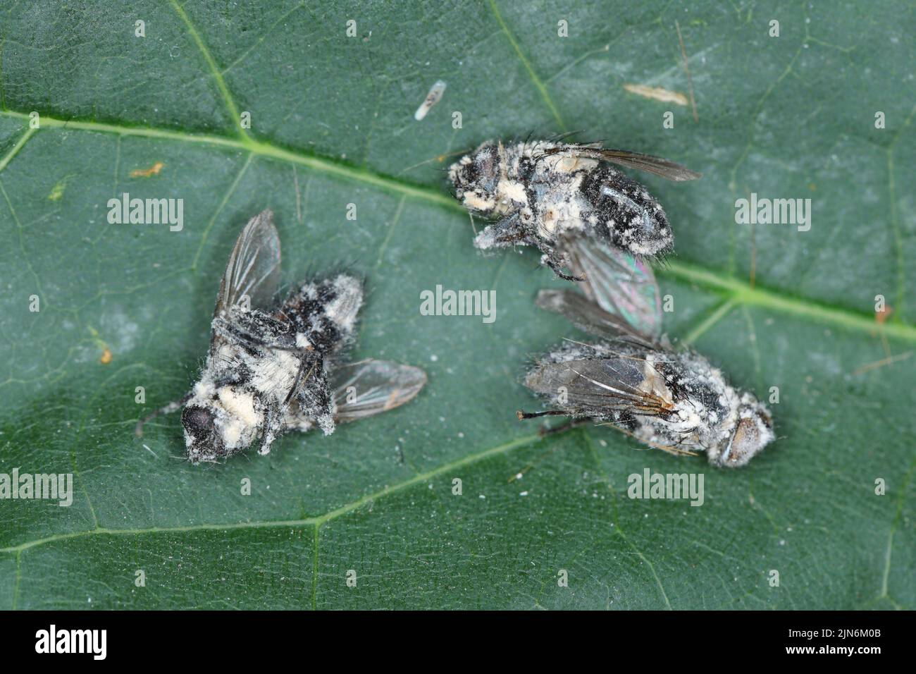 Flies killed by entomopathogenic fungus Beauveria bassiana.  Infected insects are covered with a white mold. Stock Photo
