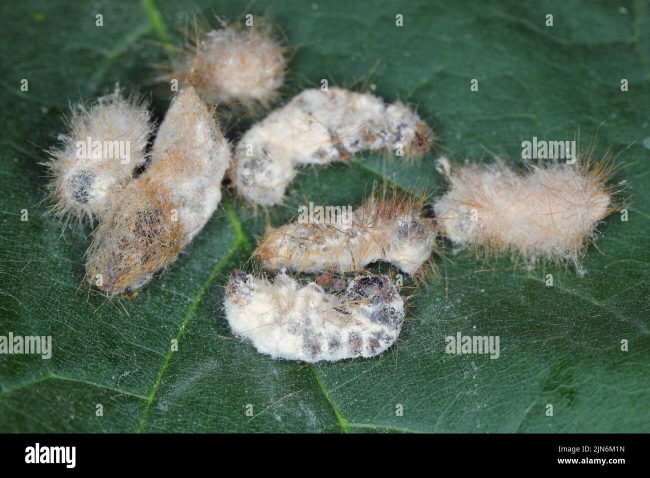Caterpillars of Brown tail moth Euproctis chrysorrhoea killed by entomopathogenic fungus Beauveria bassiana. Stock Photo