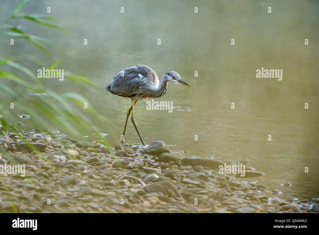 a Young gray heron at a river is fishing Stock Photo