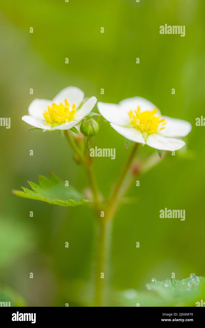 Wild Strawberry (Fragaria vesca) flowers in a woodland in the Quantock Hills in the south west of England. Stock Photo