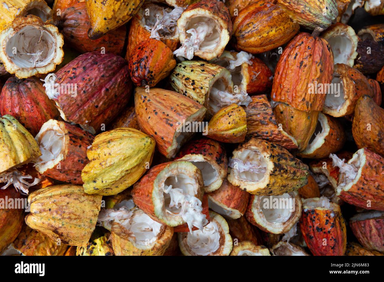 Ripe multicolored cocoa fruits. Organic food. Stock Photo