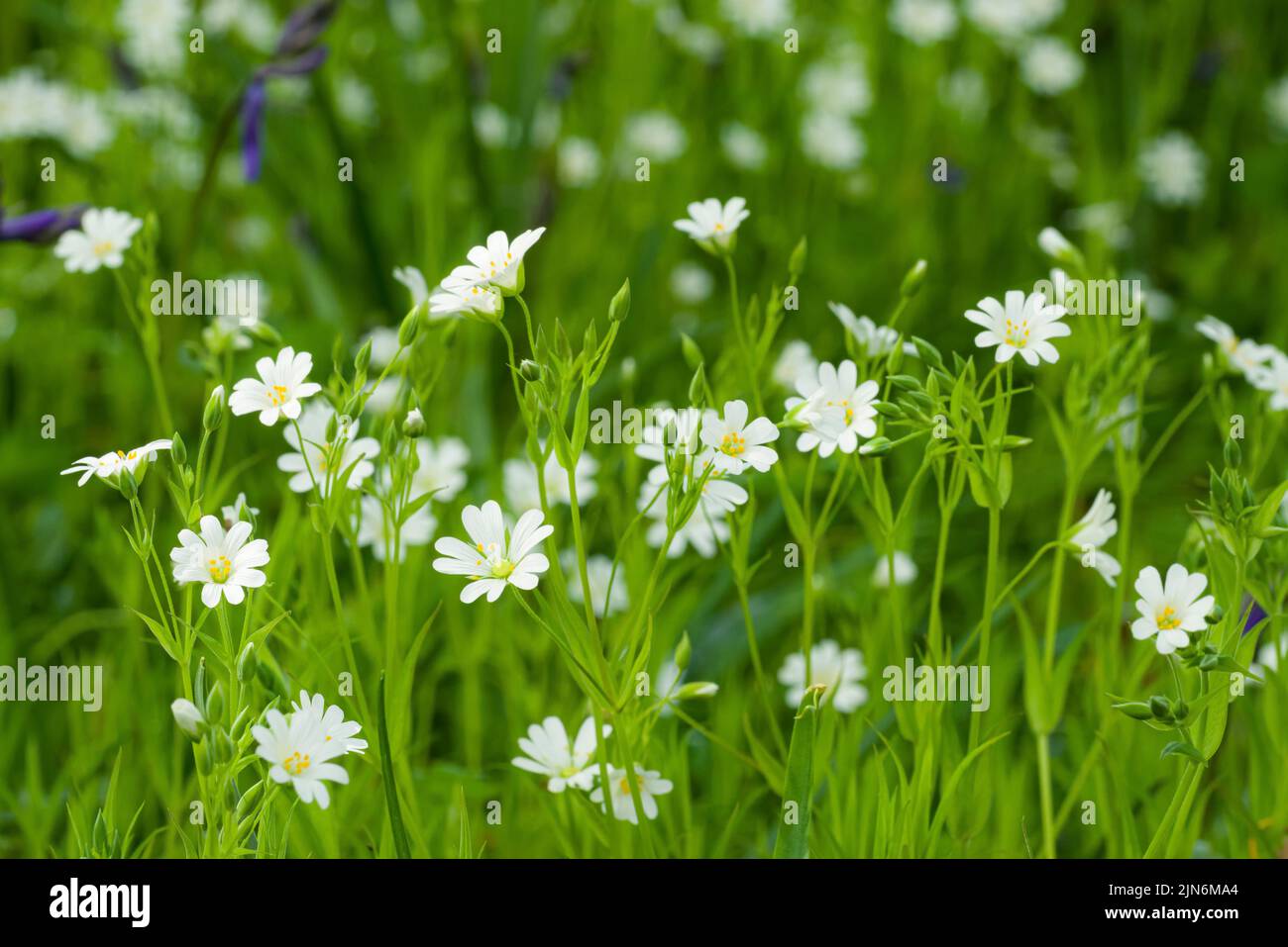 Greater Stitchwort (Rabelera holostea) flowers in spring in a woodland in the Quantock Hills, Somerset, England. Stock Photo