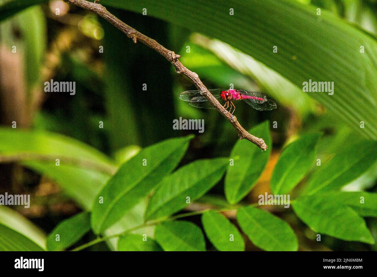 Brazilian insects outdoors Stock Photo
