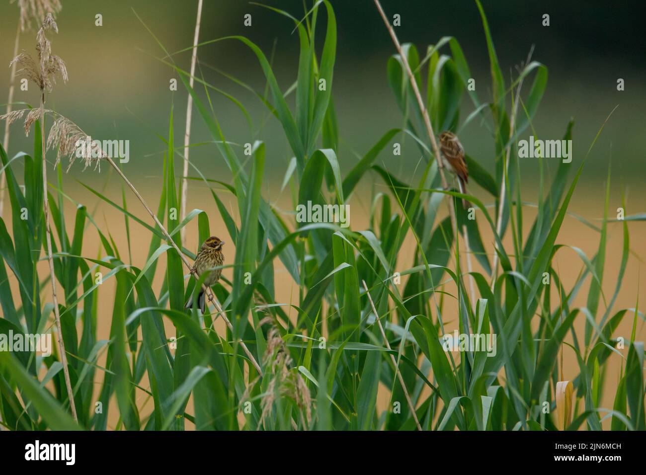 a common reed bunting bird in the reed Stock Photo Alamy