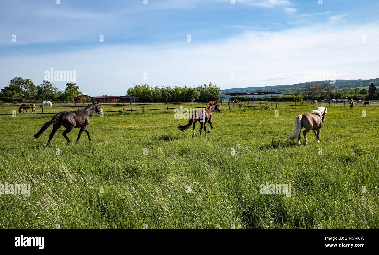 A group of brown horses running through a green pasture Stock Photo - Alamy