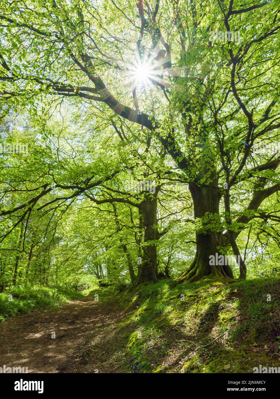 Common Beech trees in spring beside the bridlepath to Cothelstone Hill in the Quantock Hills, Somerset, England. Stock Photo