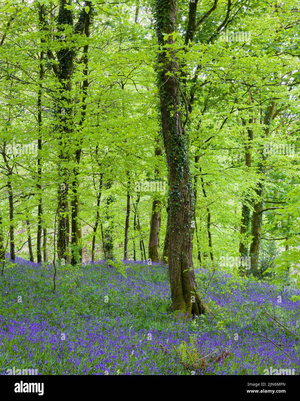 Bluebells (Hyacinthoides non scripta) in flower in a woodland at Cothelstone Hill in the Quantock Hills, Somerset, England. Stock Photo