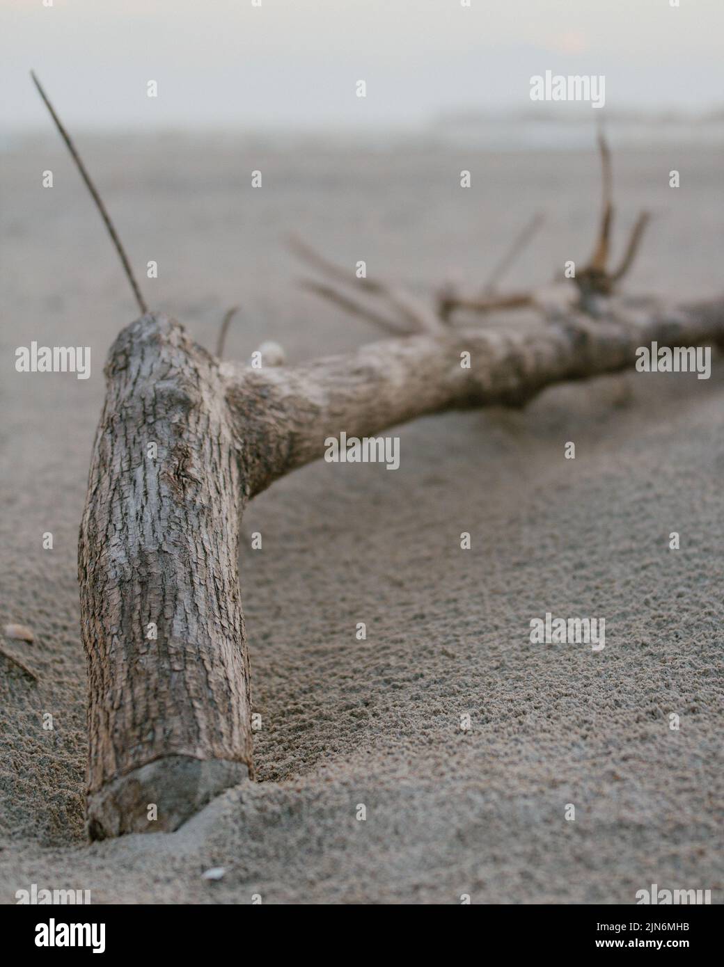 Driftwood branch laying in the sand on the seashore on the North
