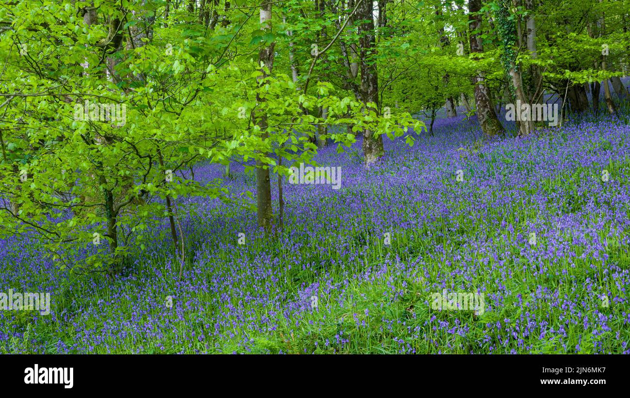 Bluebells (Hyacinthoides non scripta) in flower in a woodland at Cothelstone Hill in the Quantock Hills, Somerset, England. Stock Photo