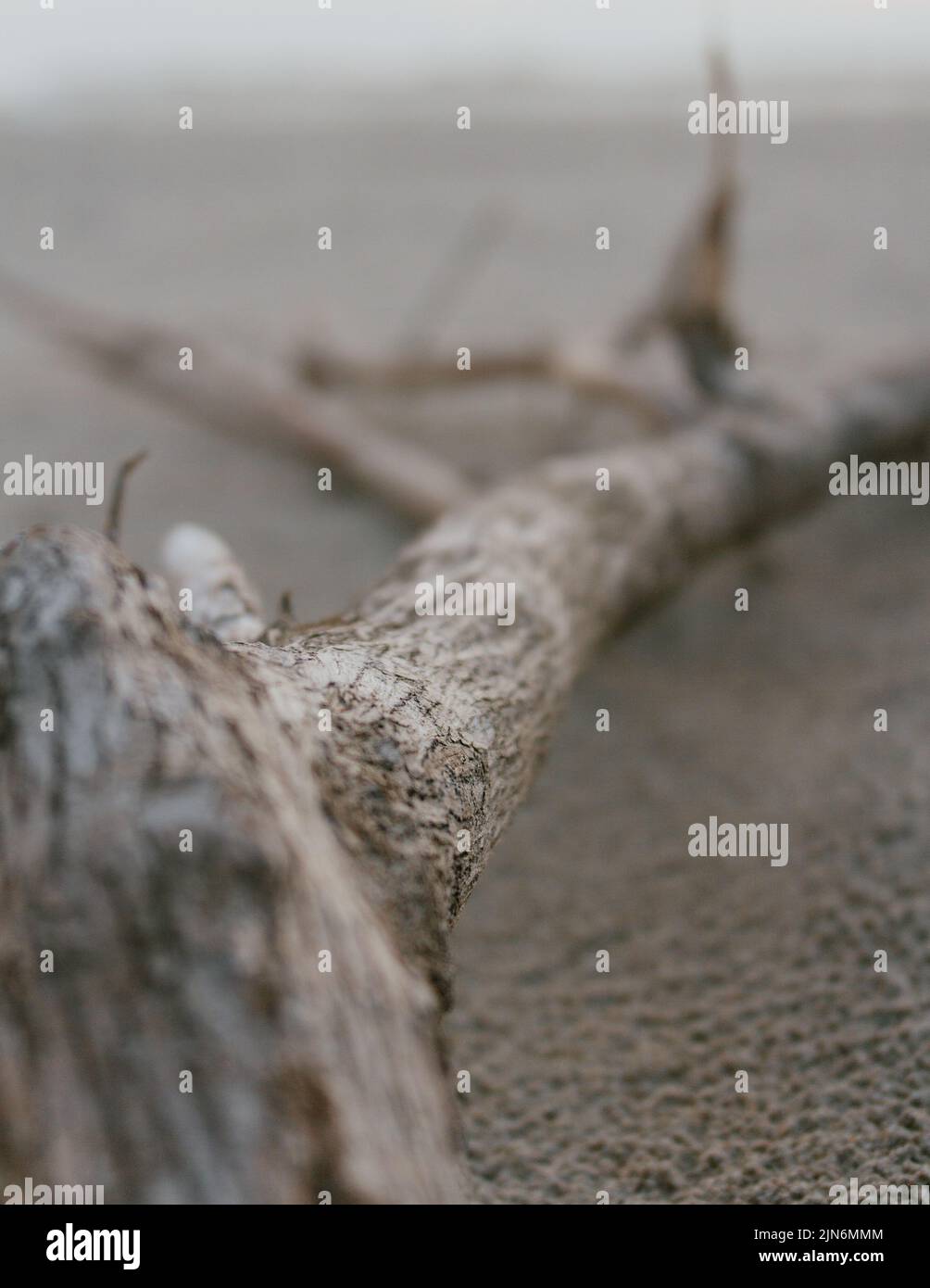 Driftwood branch laying in the sand on the seashore on the North Carolina coast USA Stock Photo