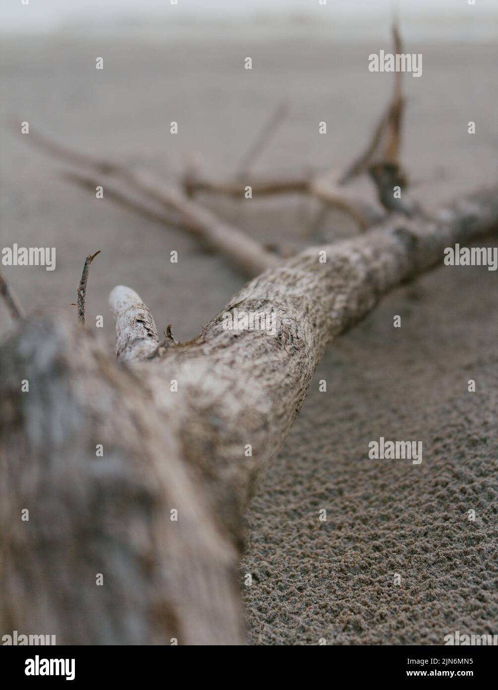 Driftwood branch laying in the sand on the seashore on the North