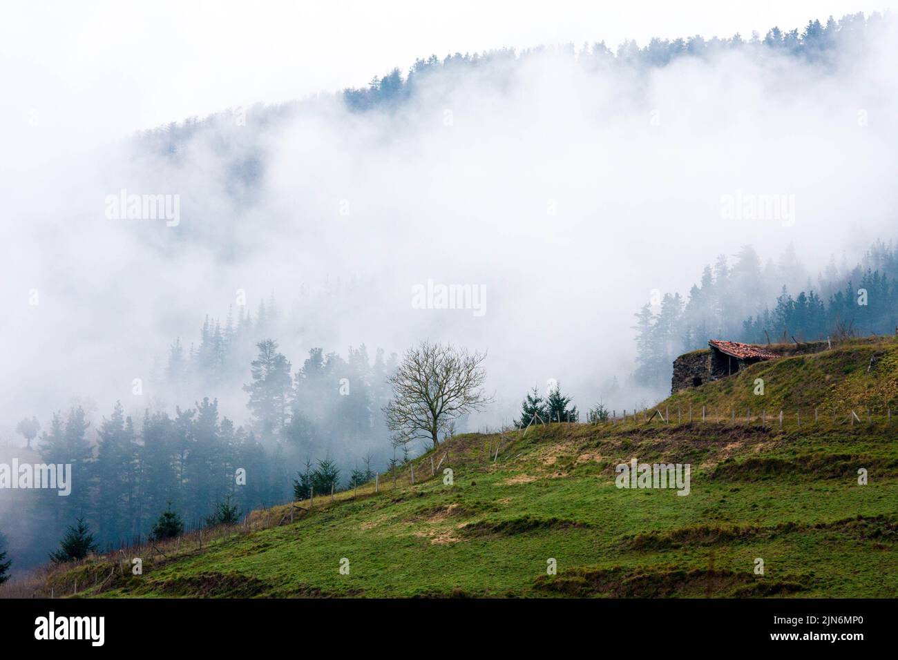 Foggy forest landscape hi-res stock photography and images - Alamy