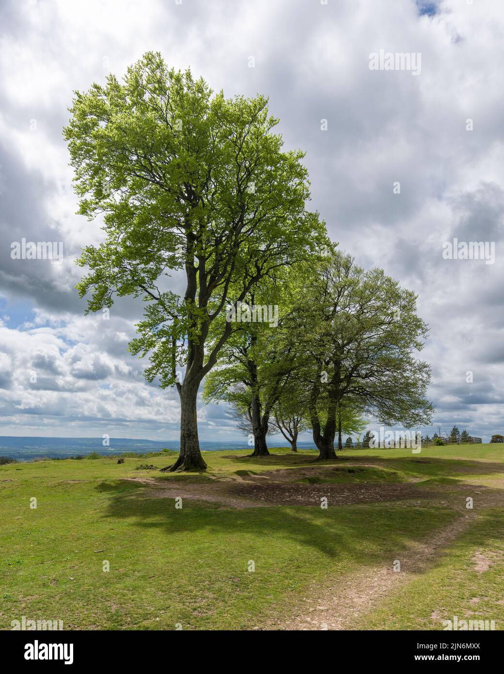 The Seven Sisters Beech Trees on the top of Cothelstone Hill in the Quantock Hills, Somerset, England. Stock Photo