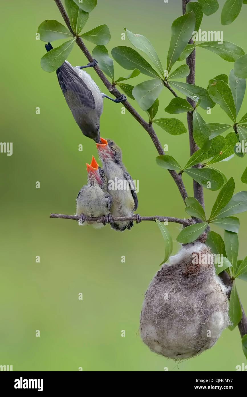 Female scarlet-headed flowerpecker bring food to their chicks Stock Photo