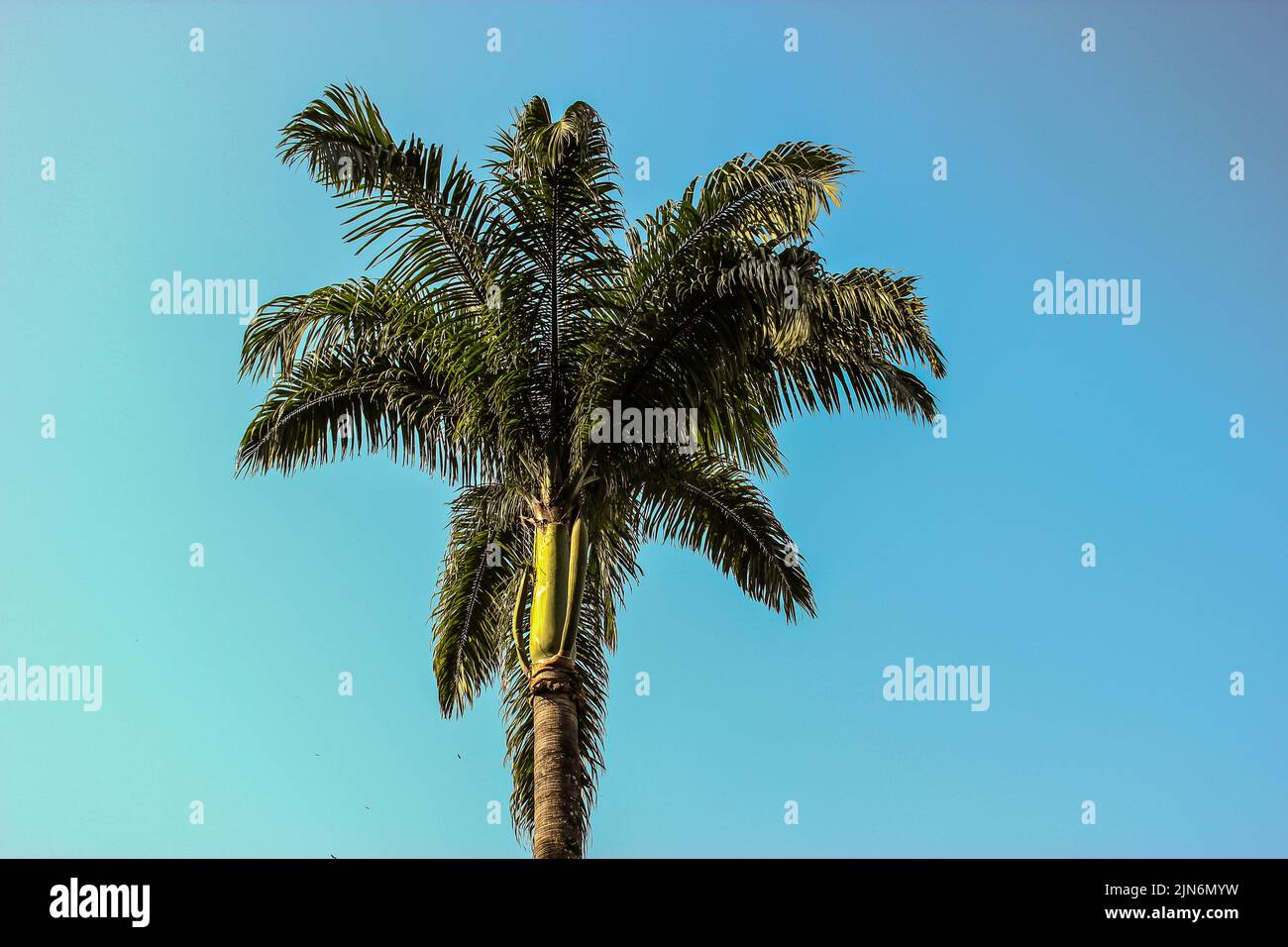 Brazilian palm tree Stock Photo