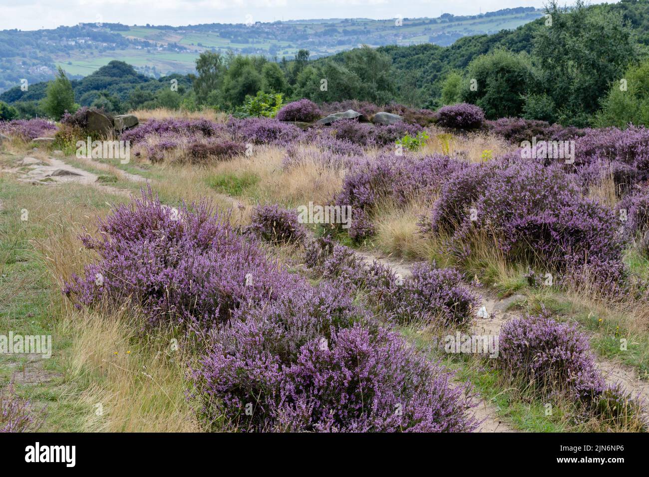 Purple heather on Shipley Glen, Baildon, Yorkshire. Stock Photo