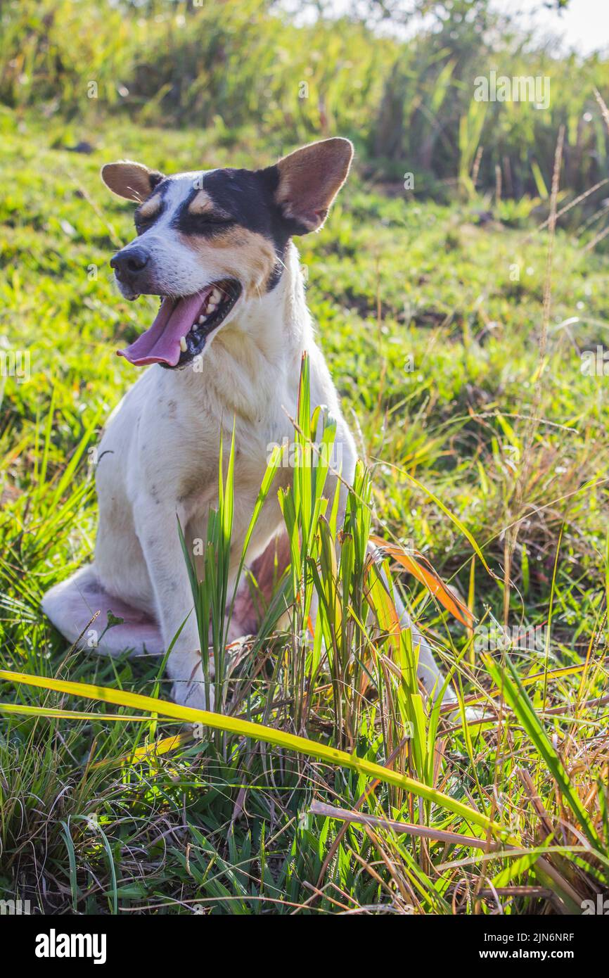 dog popularly known as mutts Stock Photo Alamy