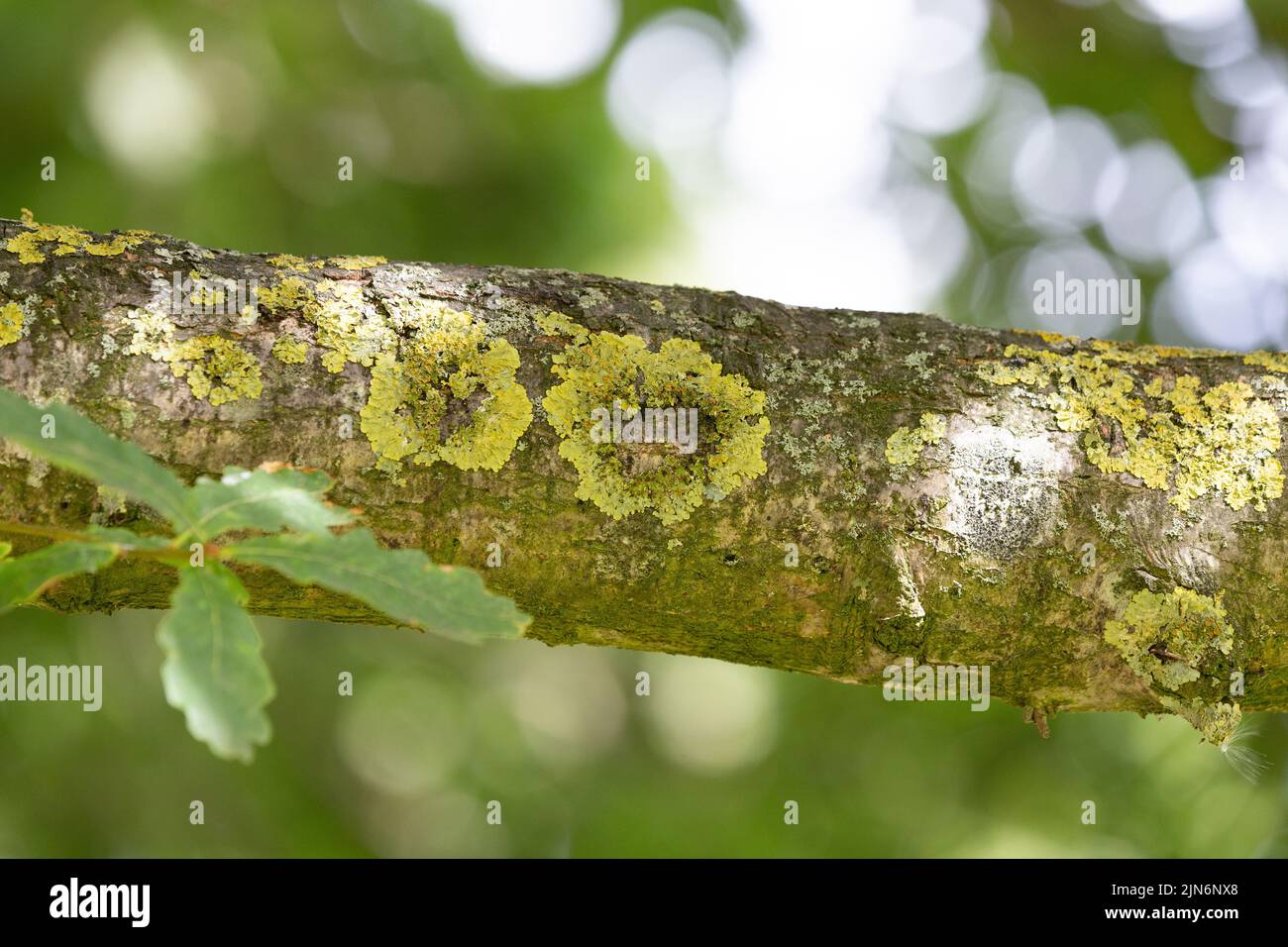 Xanthoria parietina - Common orange lichen - on the branches on an old oak tree. Stock Photo