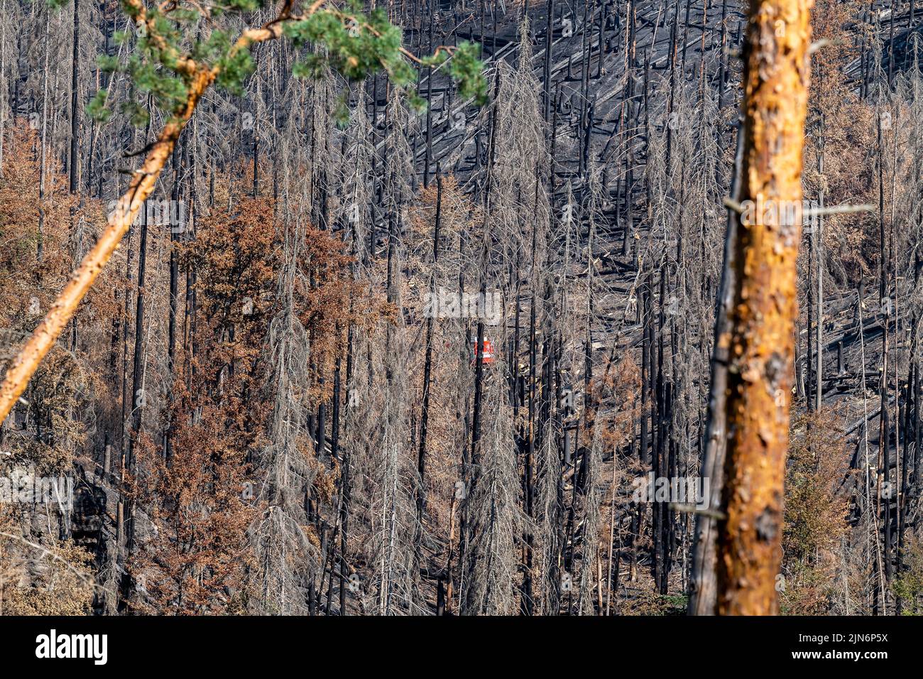 Hrensko, Czech Republic. 09th Aug, 2022. The burnt forests above the Edmund (Silent) Gorge in the Ceske Svycarsko (Czech Switzerland) National Park, Czech Republic, August 9, 2022. Credit: Ondrej Hajek/CTK Photo/Alamy Live News Stock Photo
