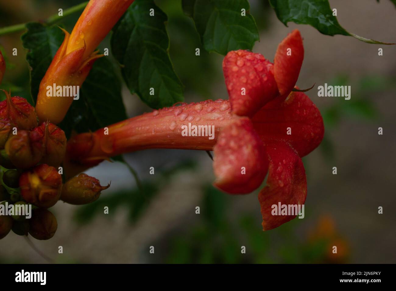 A closeup of a trumpet vine (Campsis radicans) covered in dew Stock Photo