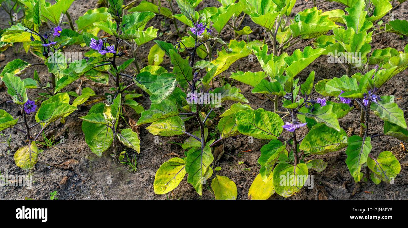 Flowering Eggplants growing in a garden (Solanum melongena) Stock Photo
