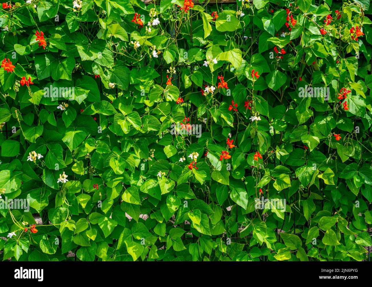 Background of beans growing in a garden with red and white flowers (phaseolus coccineus) Stock Photo