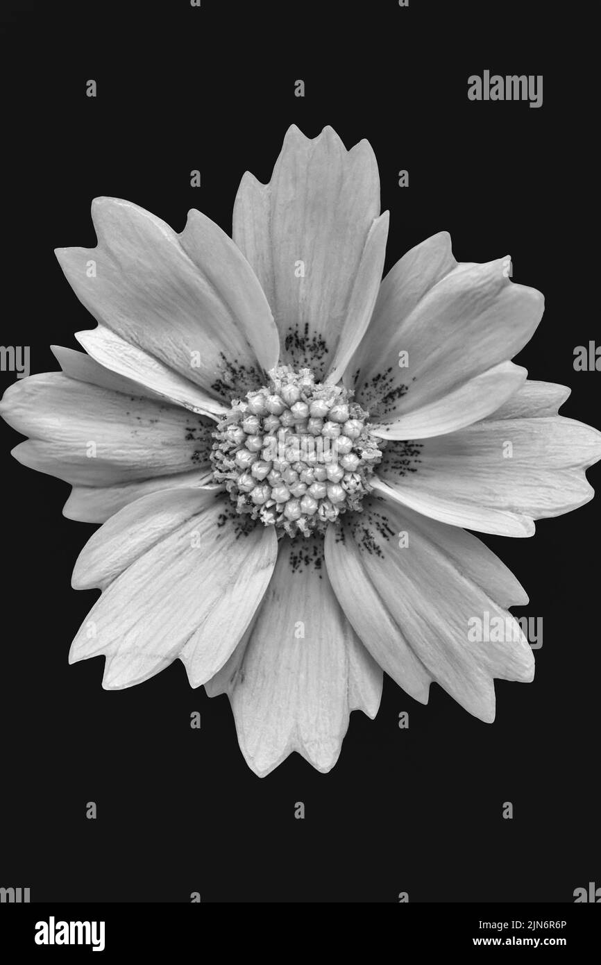 Single Cosmos Flower In Black And White Version Over Black Background ...