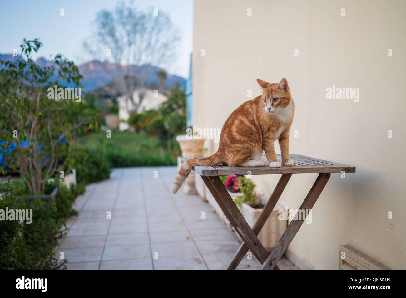 Young cat on backyard table Stock Photo