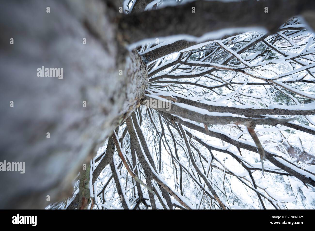A low angle of a tree covered in snow Stock Photo - Alamy