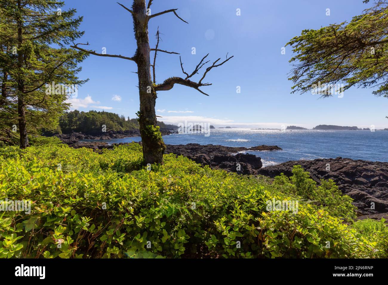 Lush green trees and bushes overlooking the Ocean in the Morning. Stock Photo