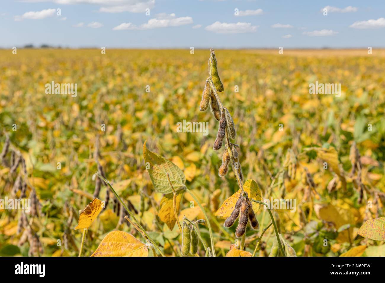 Soybean field with leaves turning colors in autumn. Farming landscape, harvest season and agriculture concept Stock Photo