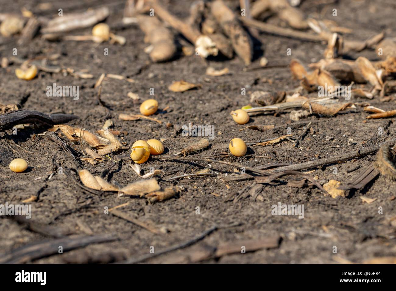 Soybeans dropped in harvested field. Soybean seed loss, yield and farming concept Stock Photo