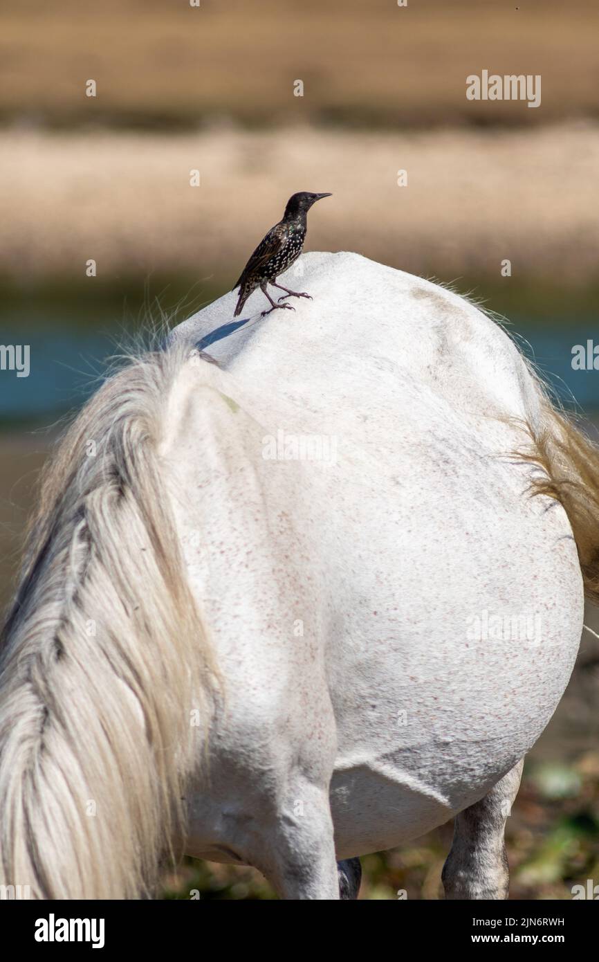 Fritham, New Forest, Hampshire, UK, 9th August 2022, Weather: Hot and sunny afternoon in this long dry summer as another heatwave builds. A black starling stands on the back of a white New Forest pony. Paul Biggins/Alamy Live News Stock Photo
