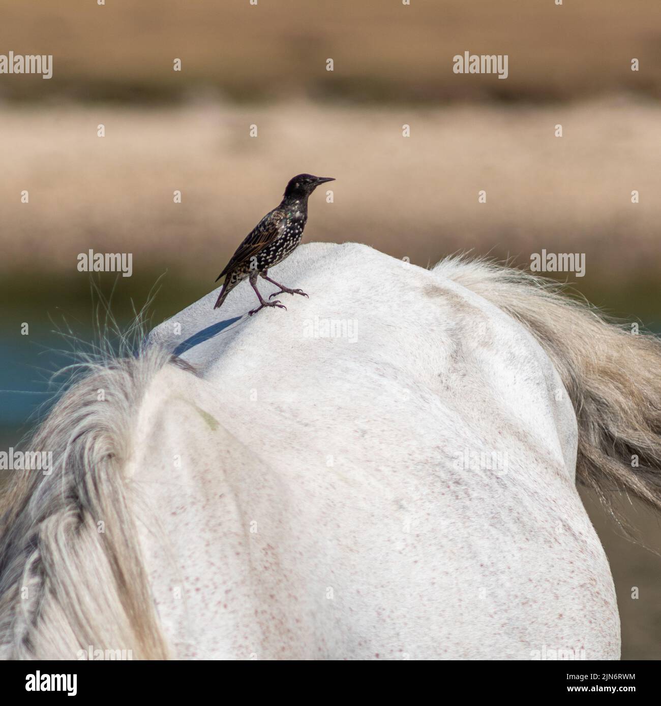 Starling, black bird perched on the back of a white horse Stock Photo
