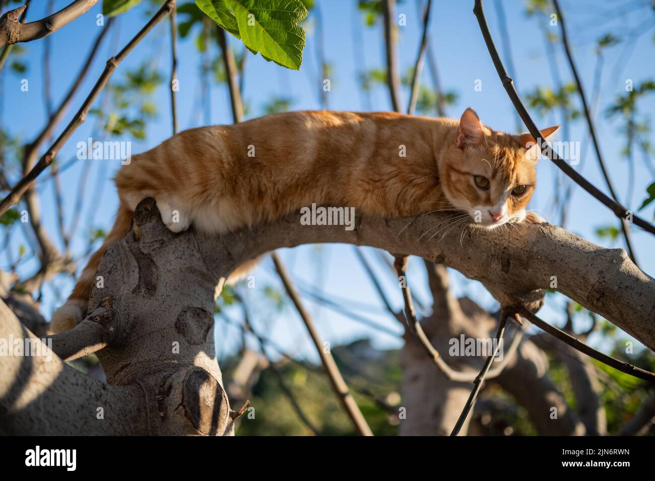 Cat on tree branch in rural house backyard Stock Photo