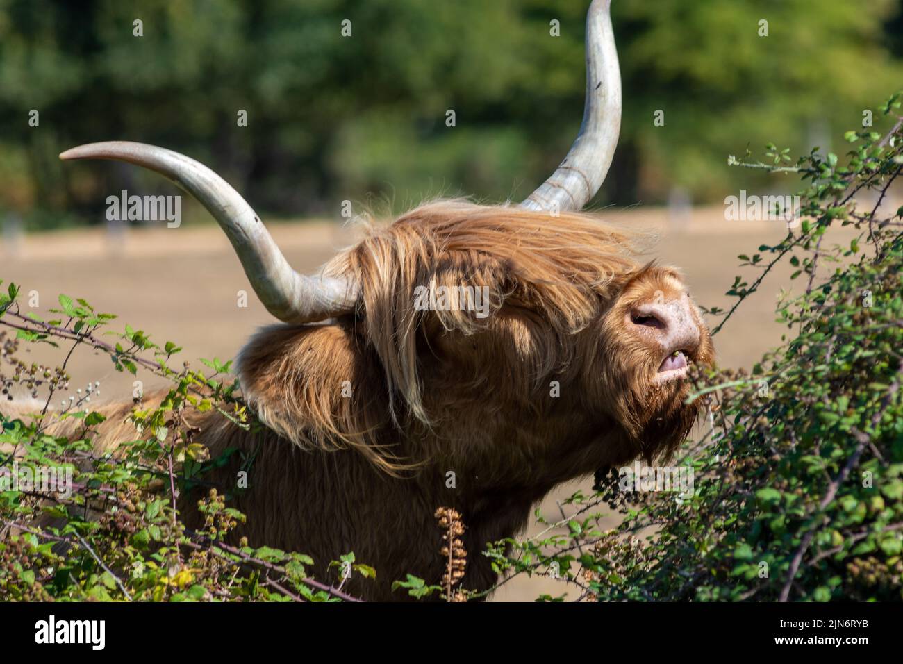 Fritham, New Forest, Hampshire, UK, 9th August 2022, Weather: Hot and sunny afternoon in this long dry summer as another heatwave builds. A highland cow feeds on the leaves and fruit of a prickly bramble bush. Paul Biggins/Alamy Live News Stock Photo