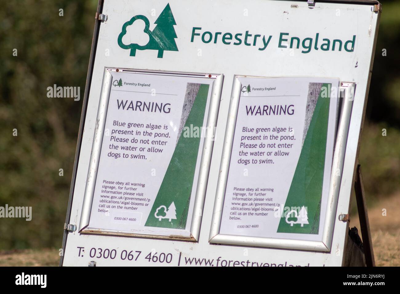 Fritham, New Forest, Hampshire, UK, 9th August 2022, Weather: Hot and sunny afternoon in this long dry summer as another heatwave builds. Warning signs are in place for blue green algae in the water at Eyeworth Pond. Paul Biggins/Alamy Live News Stock Photo
