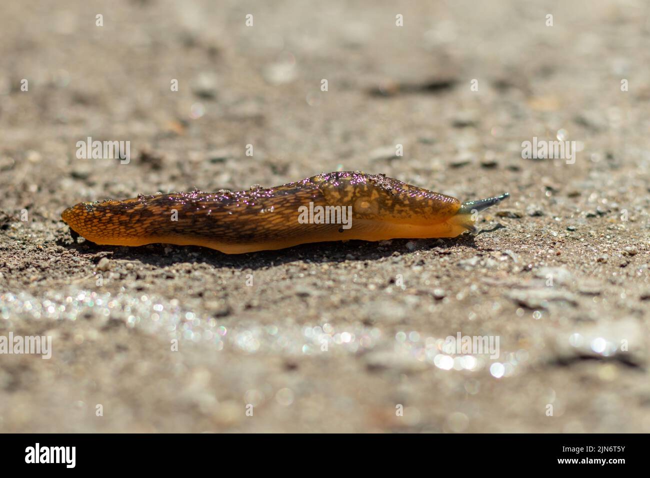 A large slug crawls along the asphalt, close-up. Large snail without shell. Selective focus. Stock Photo