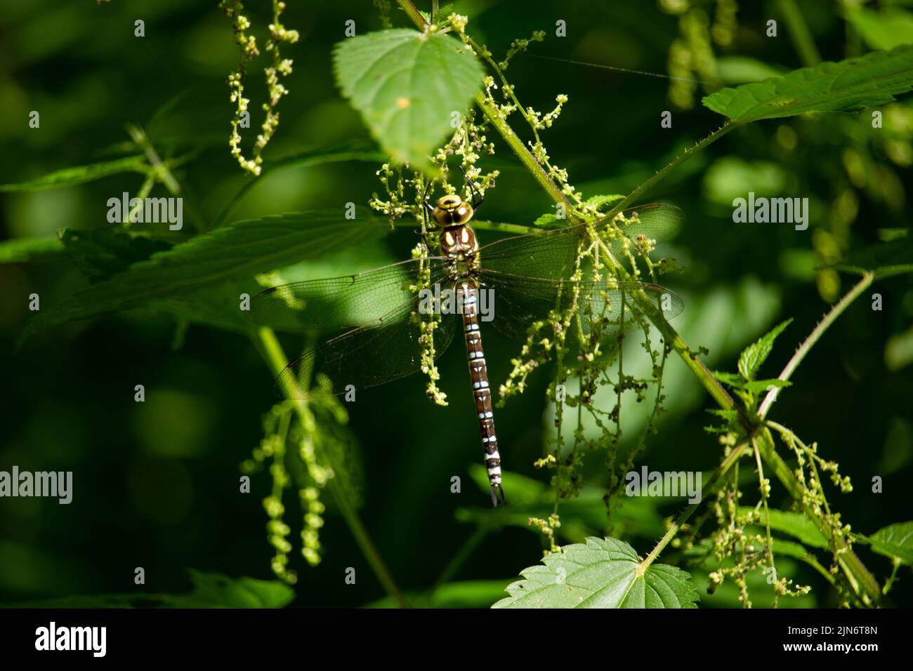 A Dragonfly on lush green plant Stock Photo - Alamy