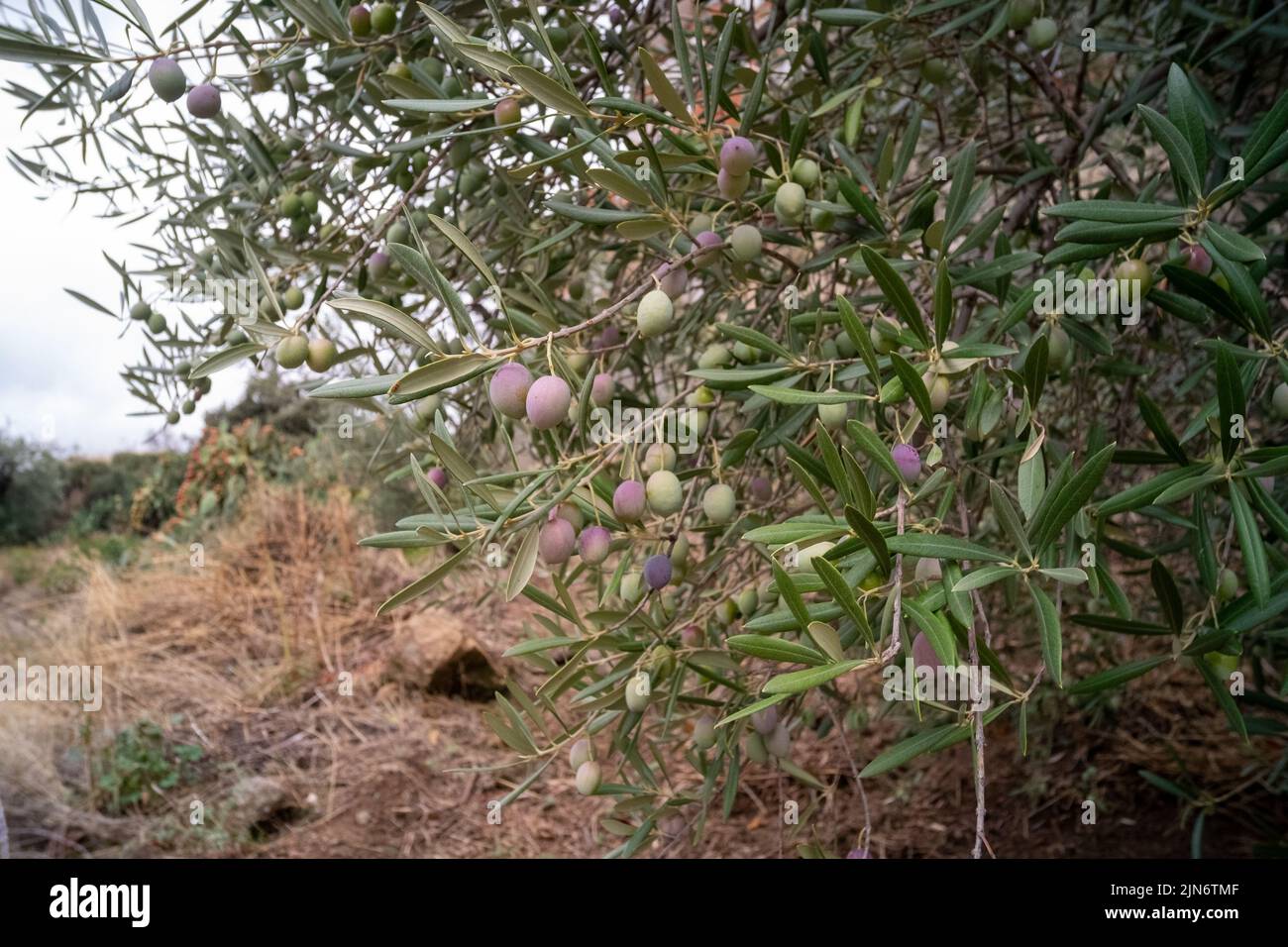 Closeup of olive tree branches with immature ripe green olives on