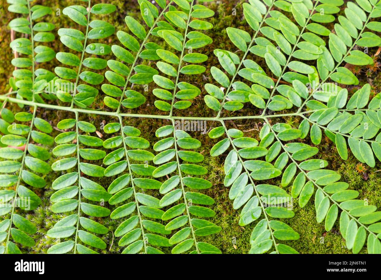 Detail of the beautiful and symmetrical leaves of aHoney locust leaves (Gleditsia triacanthos) Stock Photo