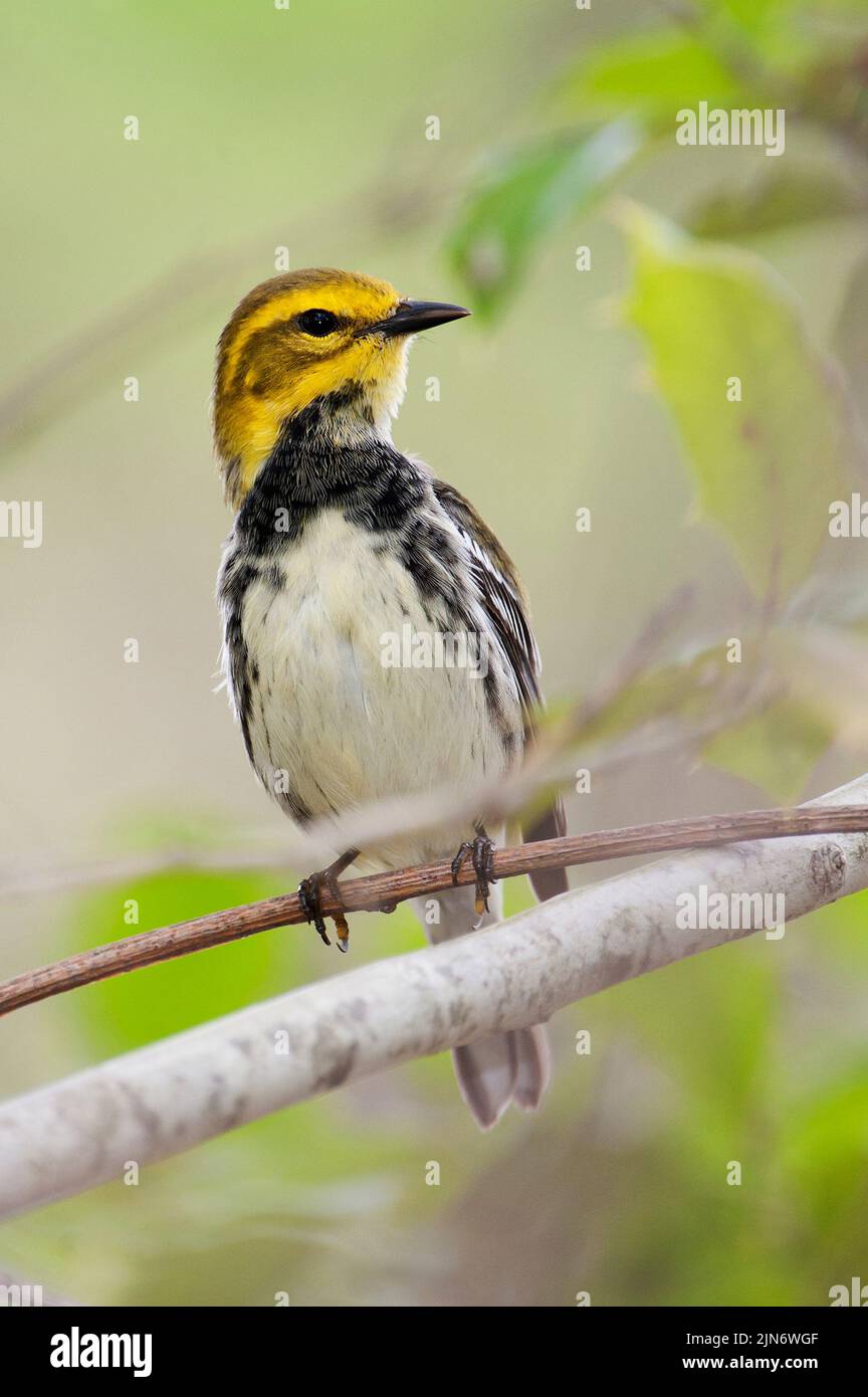 Black-throated green warbler during spring migration Stock Photo